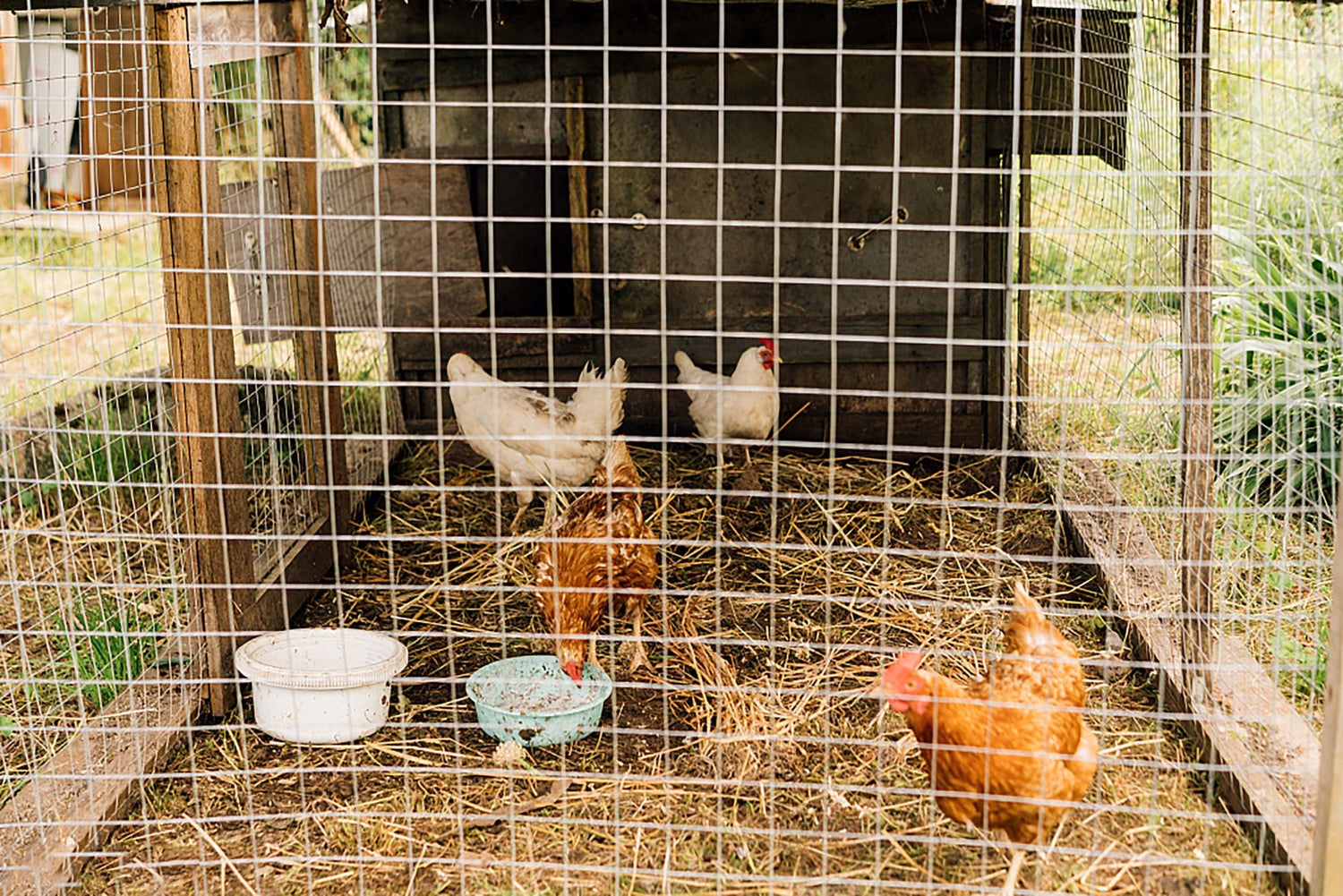 The Ultimate Guide to Chicken Coop Plans for 20 Chickens (With Free Designs &amp; Size Tips)
